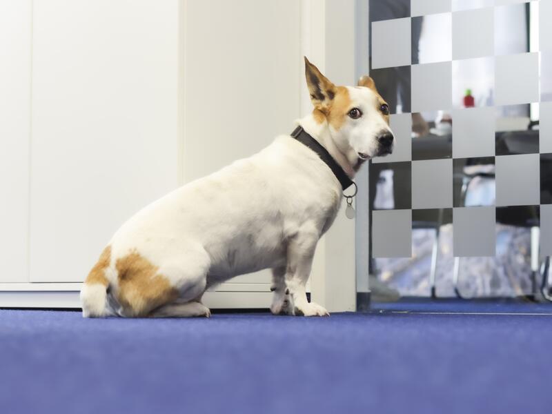 Hund